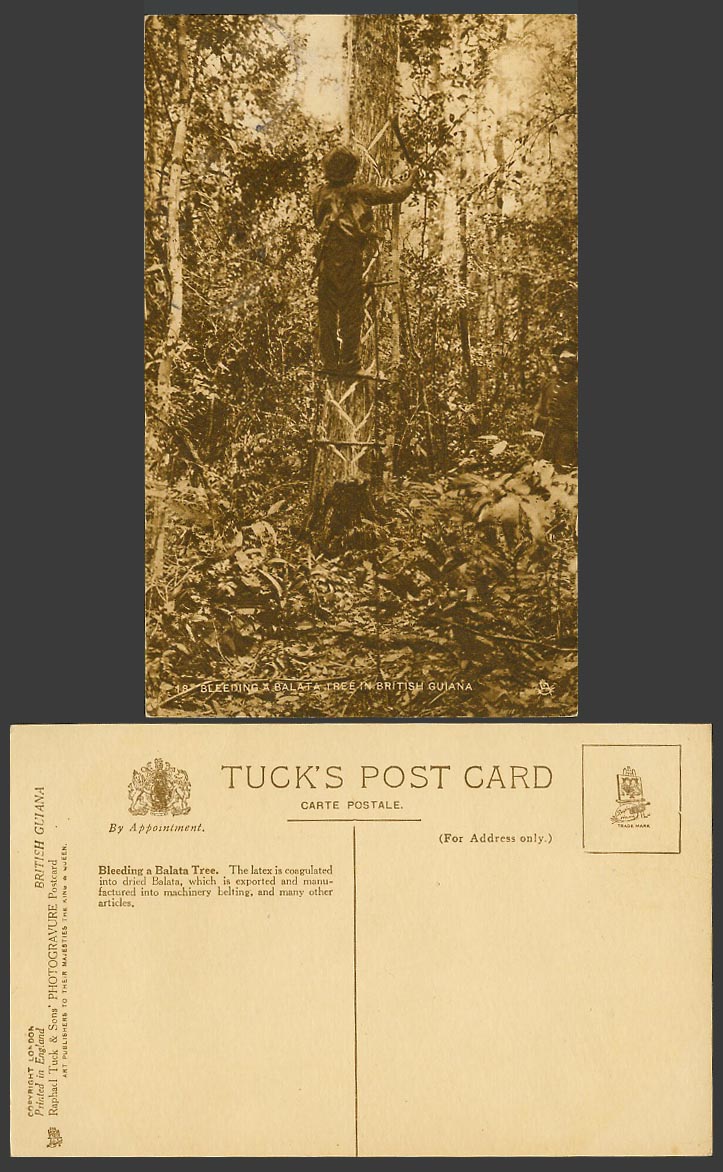 British Guiana Native Worker Bleeding a Balata Tree in Old Tuck's Postcard Latex