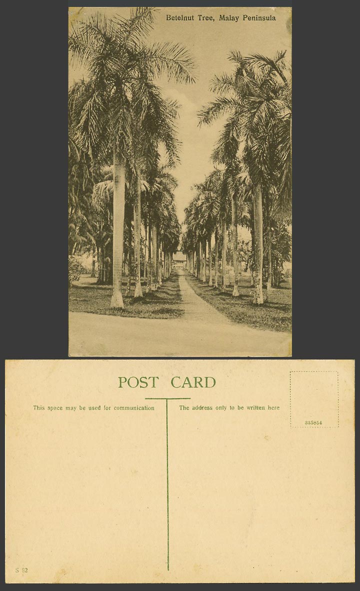 Singapore Old Postcard Betelnut Tree Betel Nut Palm Trees Road - Malay Peninsula