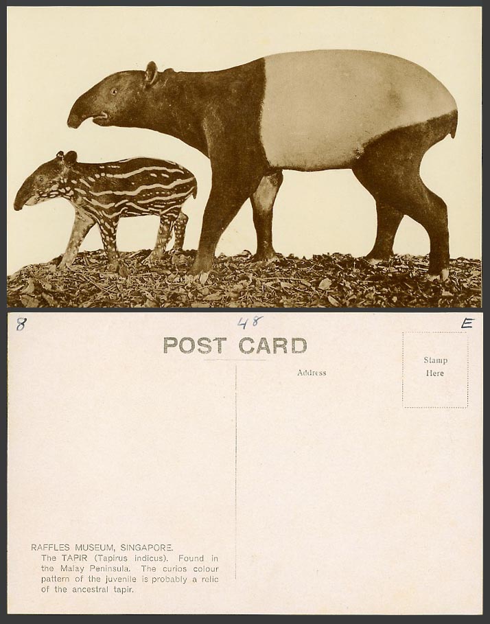Singapore Old Postcard Raffles Museum The Tapir Tapirs, Found in Malay Peninsula