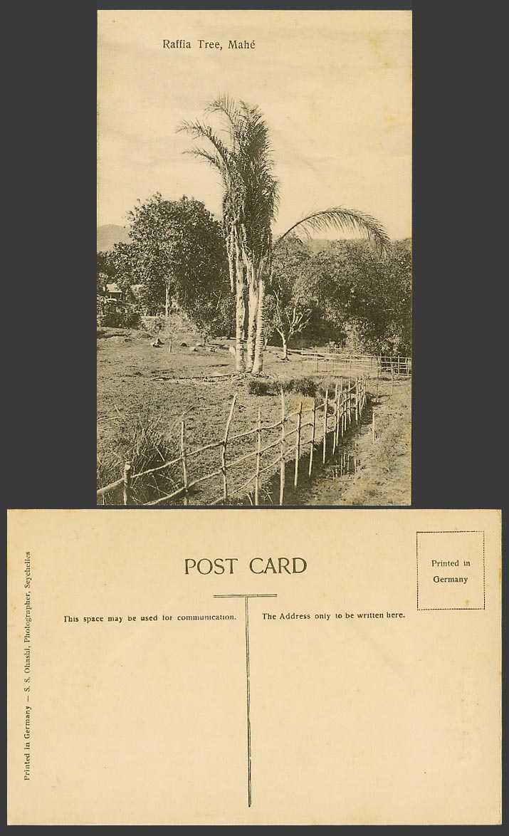 Seychelles Old Postcard Mahé Raffia Tree Trees Panorama S.S. Ohashi Photographer