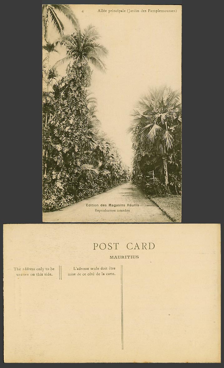 Mauritius Old Postcard Allee Principale, Jardin des Pamplemousses, Botanical Gdn