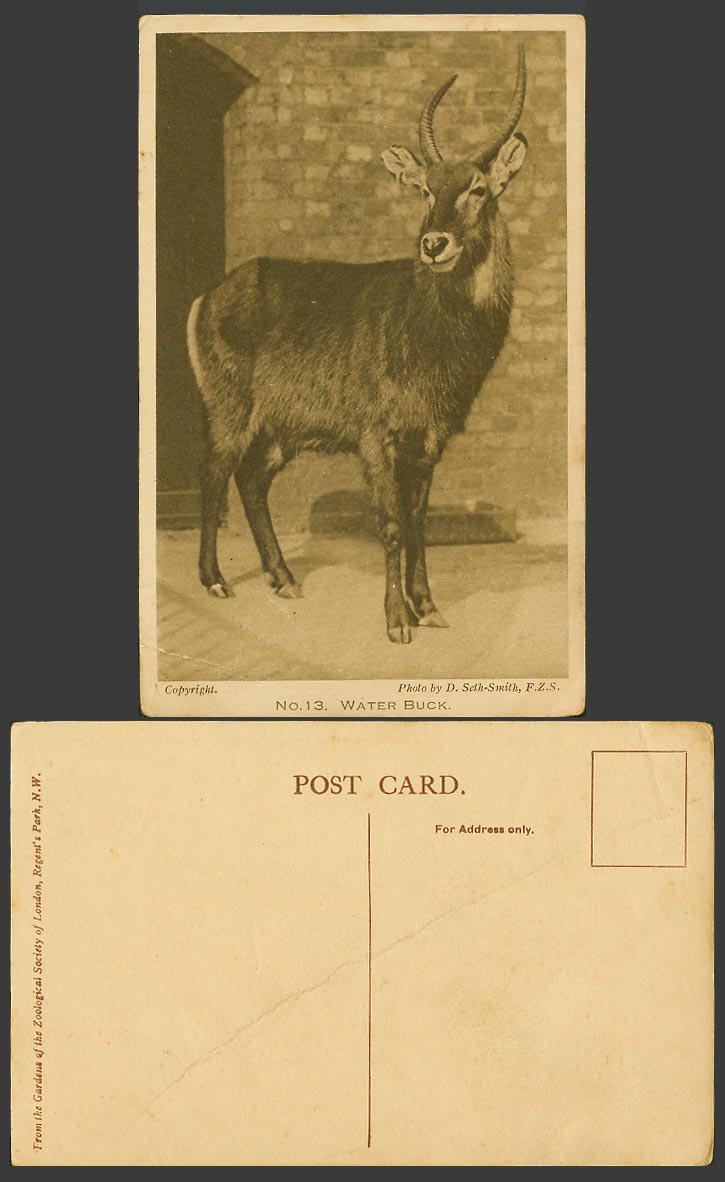 Water Buck - London Zoo Animal Old Postcard Photo by D. Seth-Smith F.Z.S. No. 13