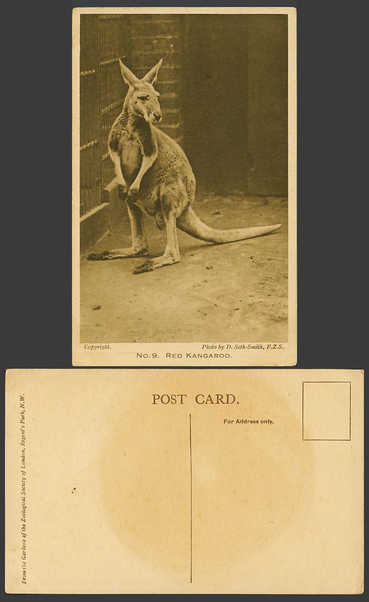 Red Kangaroo Native Australian Animal London Zoo Old Postcard D. Seith-Smith FZS