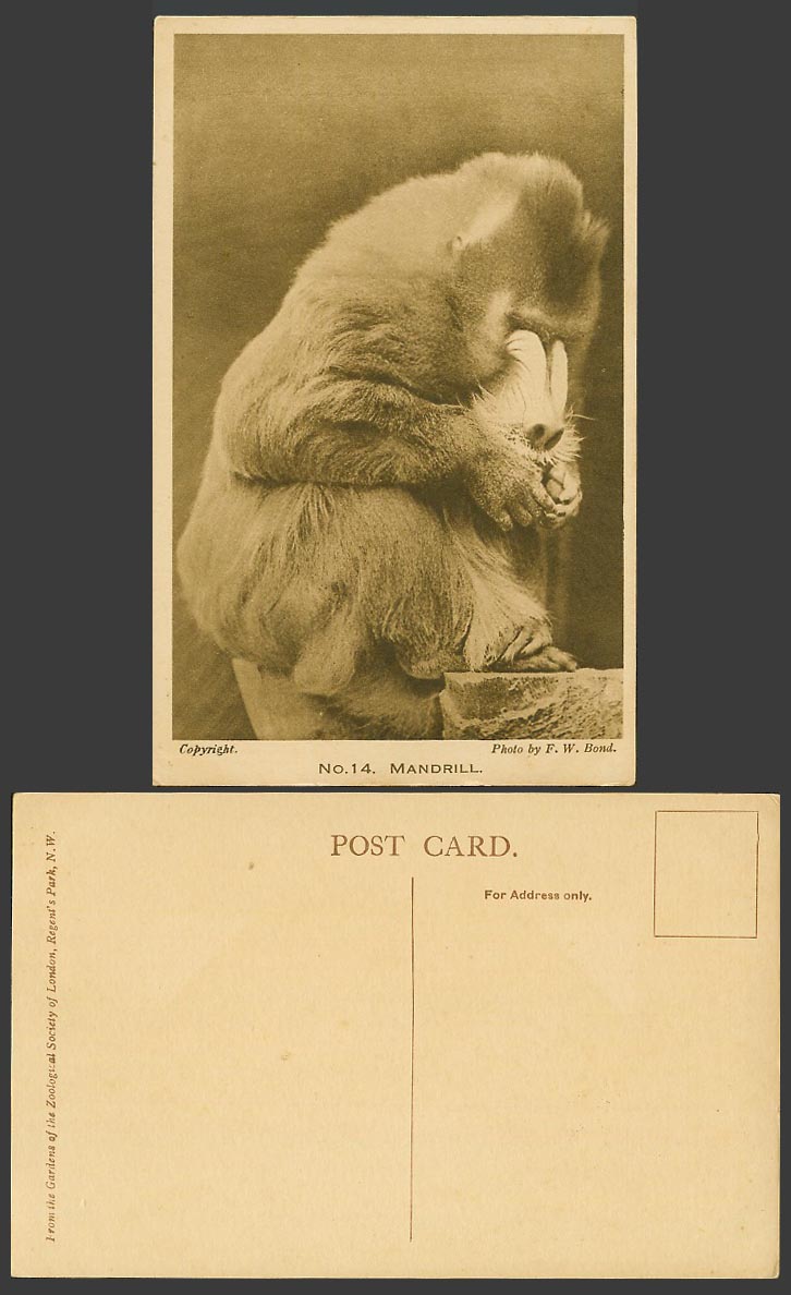 MANDRILL Monkey London Zoo Animal Zoological Gdn Old Postcard Photo by F.W. Bond