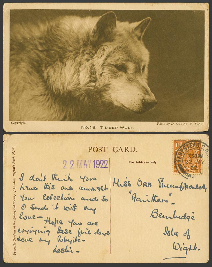 Timber Wolf, London Zoo Animal 1922 Old Postcard Photo by D. Seth-Smith F.Z.S.