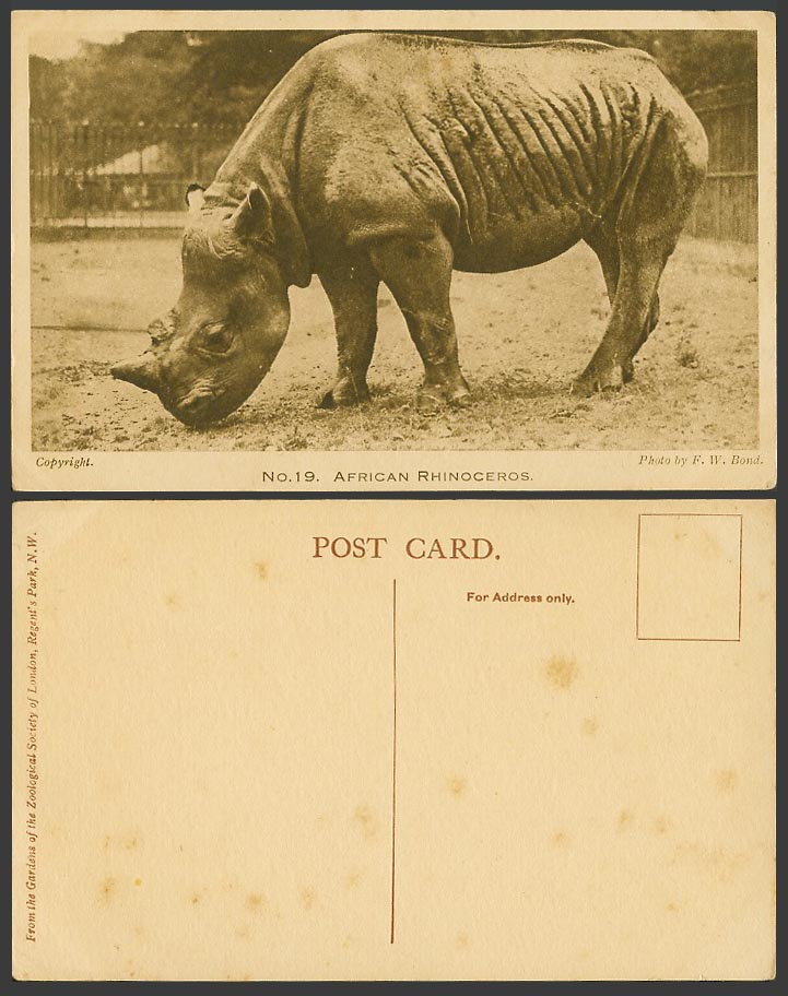 African Rhinoceros Africa Rhino Zoo Animal London Zoological Gdn Old Postcard 19