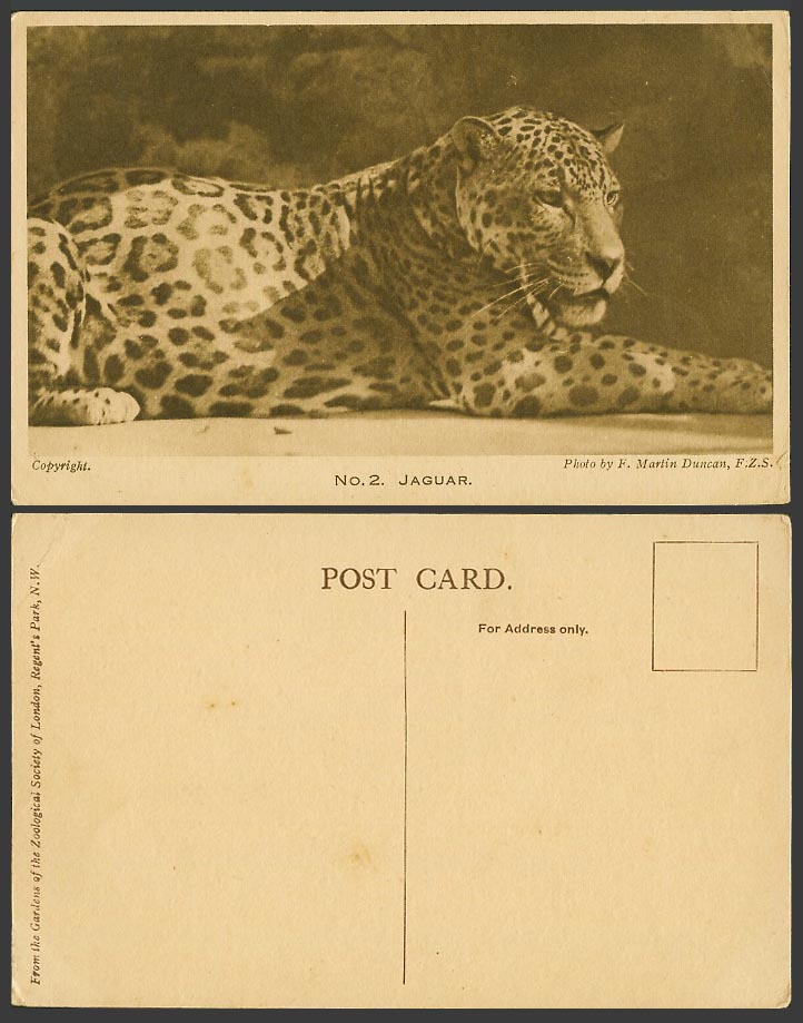 Jaguar - London Zoo Animal Old Postcard Photo by F. Martin Duncan F.Z.S. No. 2