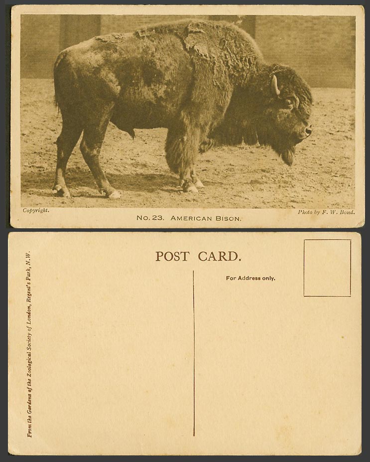 American Bison - Zoo Animal London Old Postcard Photo by F.W. Bond No. 23