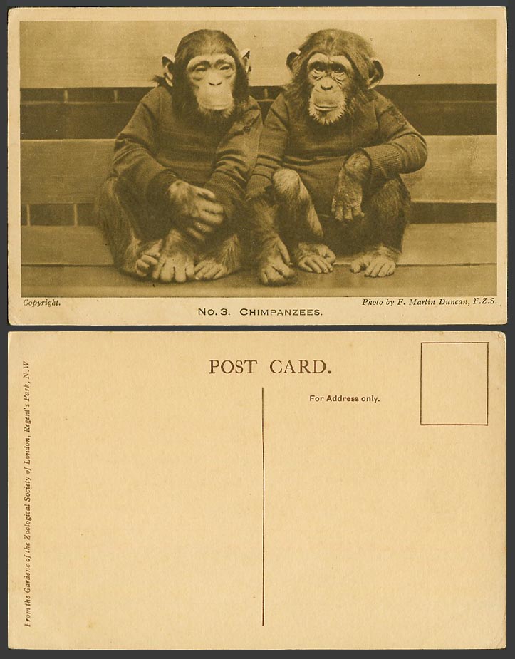 Chimpanzees Monkeys London Zoo Animals Old Postcard Photo by F Martin Duncan FZS