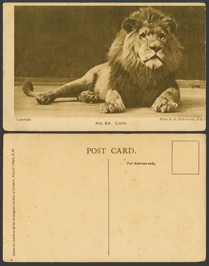 Lion London Zoo Animal Zoological Gdn Old Postcard Photo by D. Seth-Smith F.Z.S.