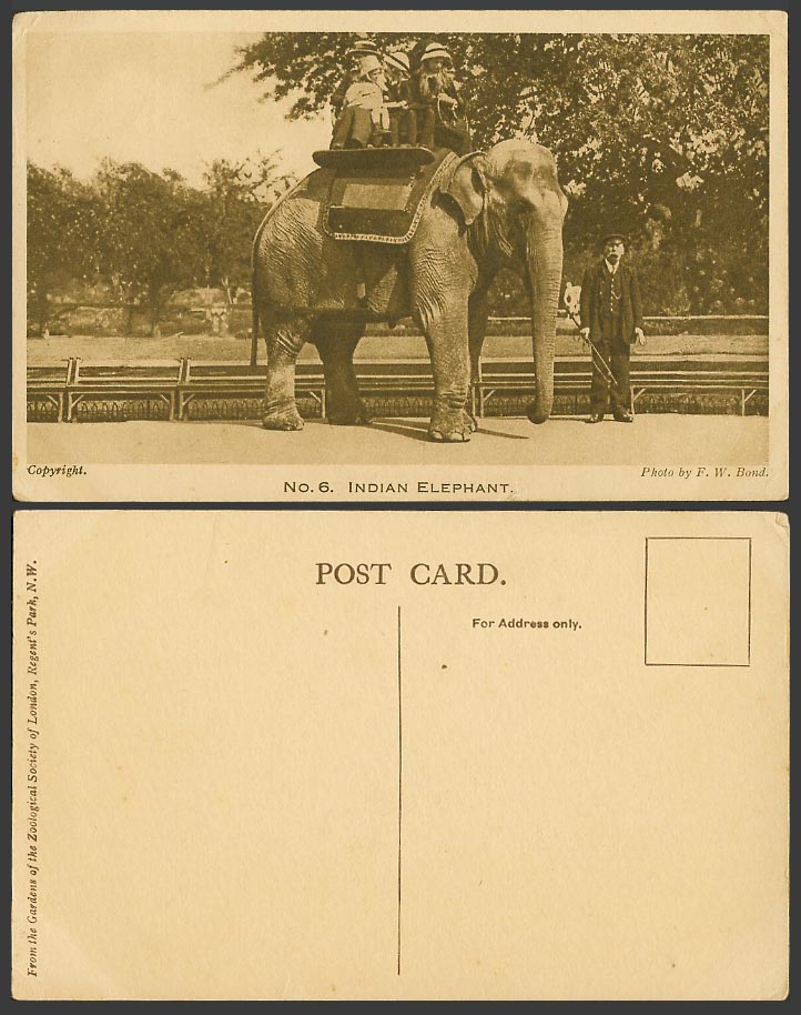 India Indian Elephant London Zoo Animal FW Bond Old Postcard Zoological Garden 6