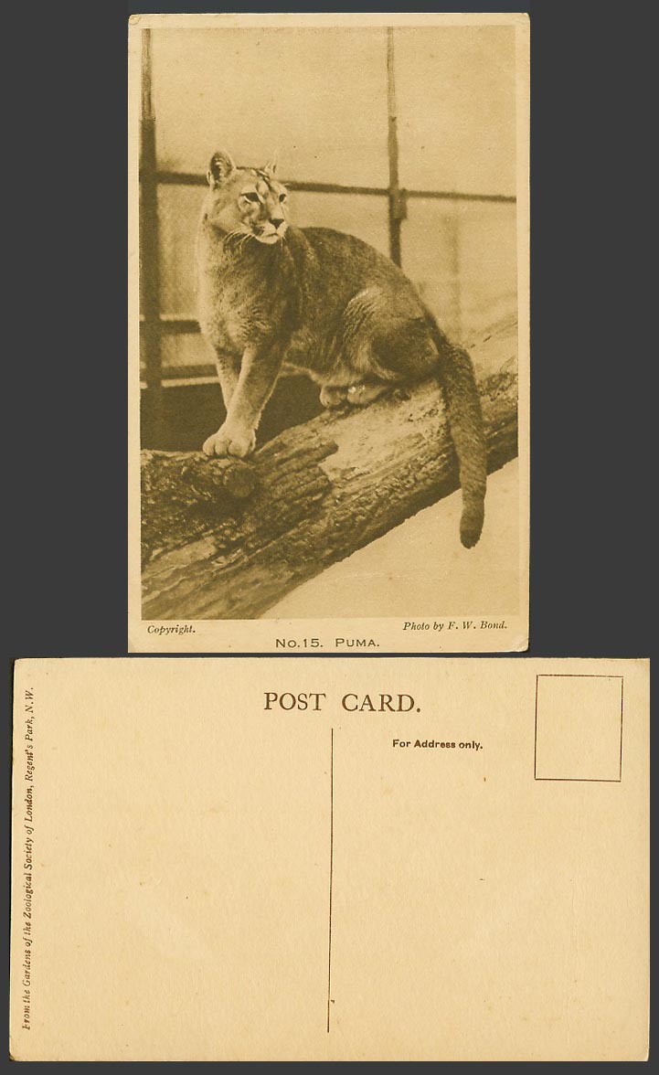 Puma, London Zoo Animal Zoological Gardens Old Postcard Photo by F.W. Bond No.15