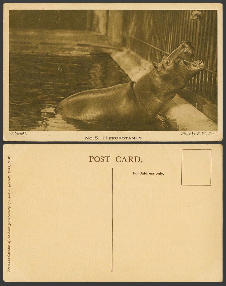 Hippopotamus Feeding Hippo. London Zoo Animal Old Postcard Photo by F.W. Bond 5.
