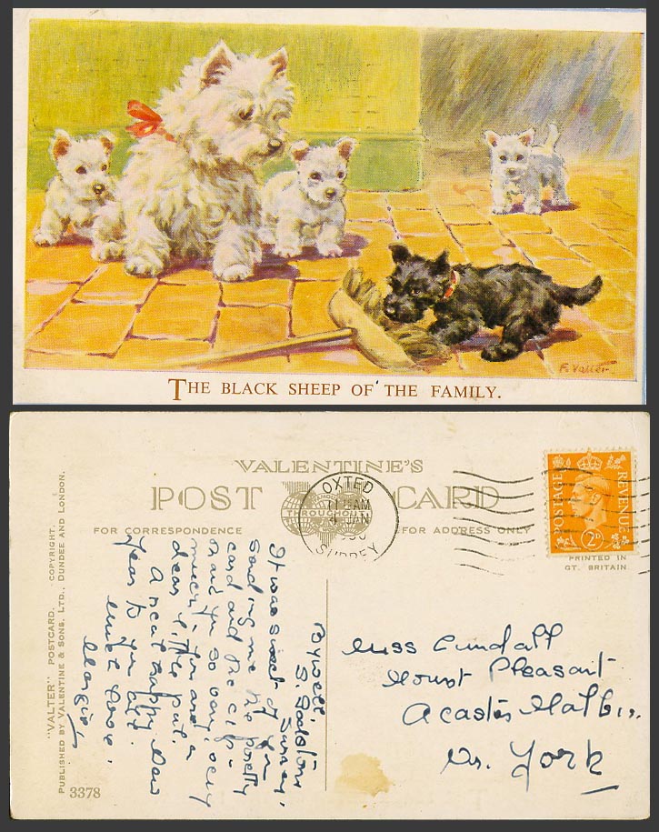 Florence E. Valter 1950 Old Postcard Black Sheep of The Family, Dog Dogs Puppies