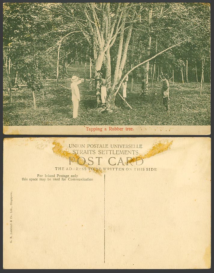 Singapore, Malay Tapper Tapping a Rubber Tree, Straits Settlements Old Postcard