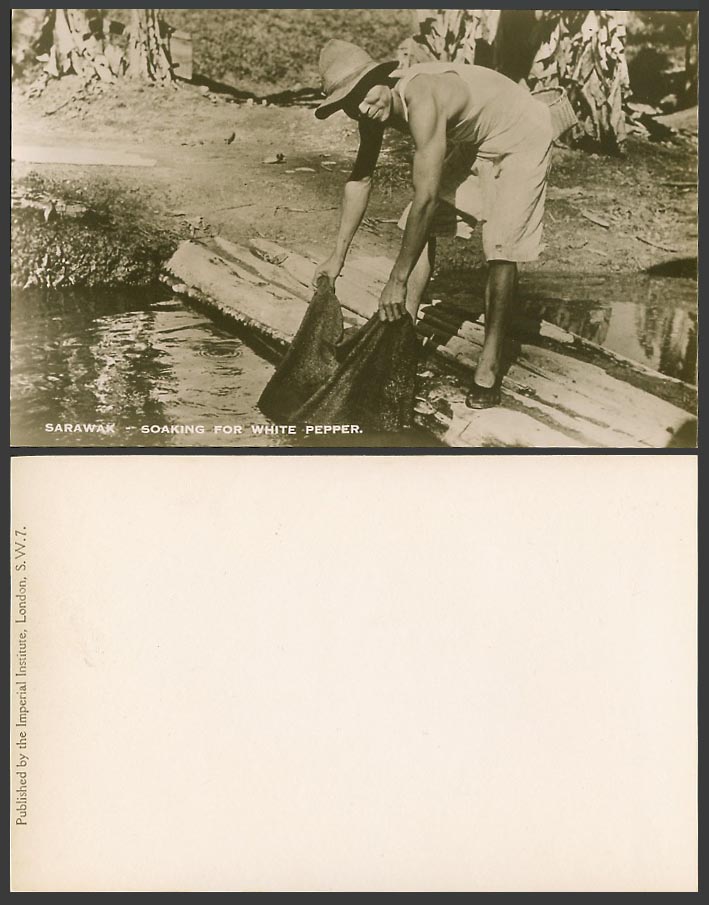 Sarawak Old Real Photo Postcard Native Malay Man Soaking For White Pepper Bridge