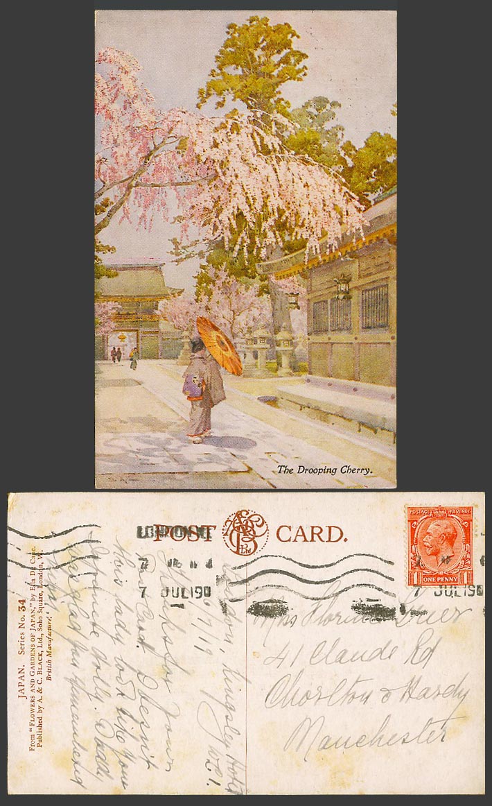 Japan Ella Du Cane 1919 Old Postcard Drooping Cherry Blossoms Trees, Geisha Girl