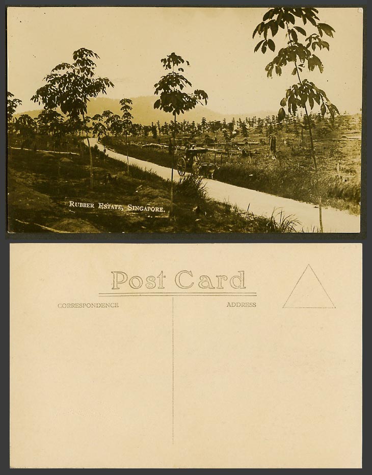 Singapore Old Real Photo Postcard Rubber Estate Street Road Trees a Bullock Cart