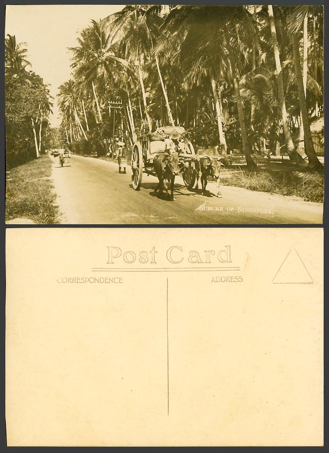 Singapore Suburb of Old Real Photo Postcard Bullock Cart Street Scene Palm Trees