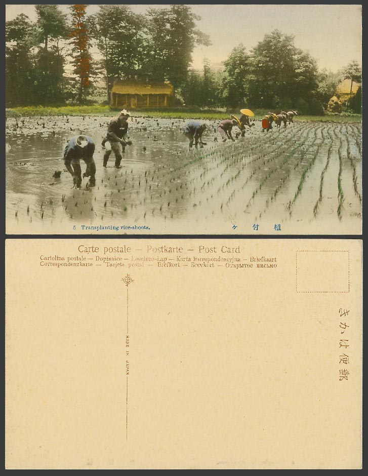 Japan Old Hand Tinted Postcard Farmers Transplanting Rice Shoots in Paddy Fields