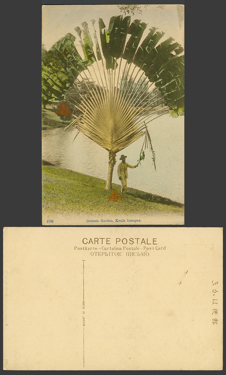 Kuala Lumpur Botanic Garden Traveller's Palm Tree a Man Old Hand Tinted Postcard