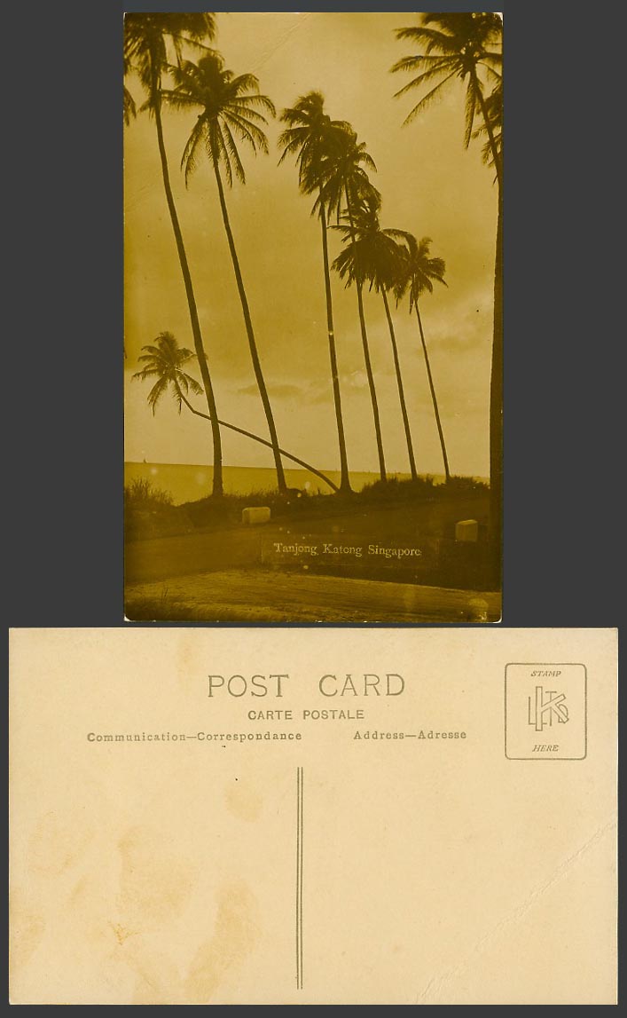 Singapore Old Real Photo Postcard Tanjong Katong Palm Trees Street Scene Seaside