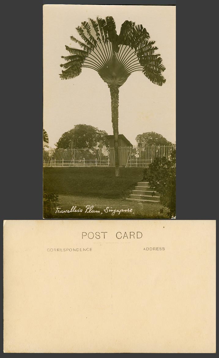 Singapore Old Real Photo Postcard Traveller's Palm Travelling Tree Steps & Fence