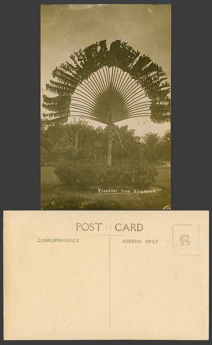 Singapore Old Real Photo Postcard Travelling Tree Traveller's Palm Trees, Malaya