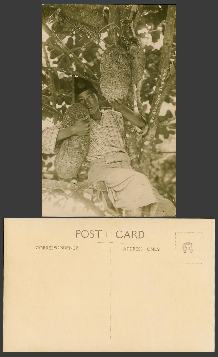 Singapore Old Real Photo Postcard Native Malay Boy on Jackfruit Jack Nangka Tree