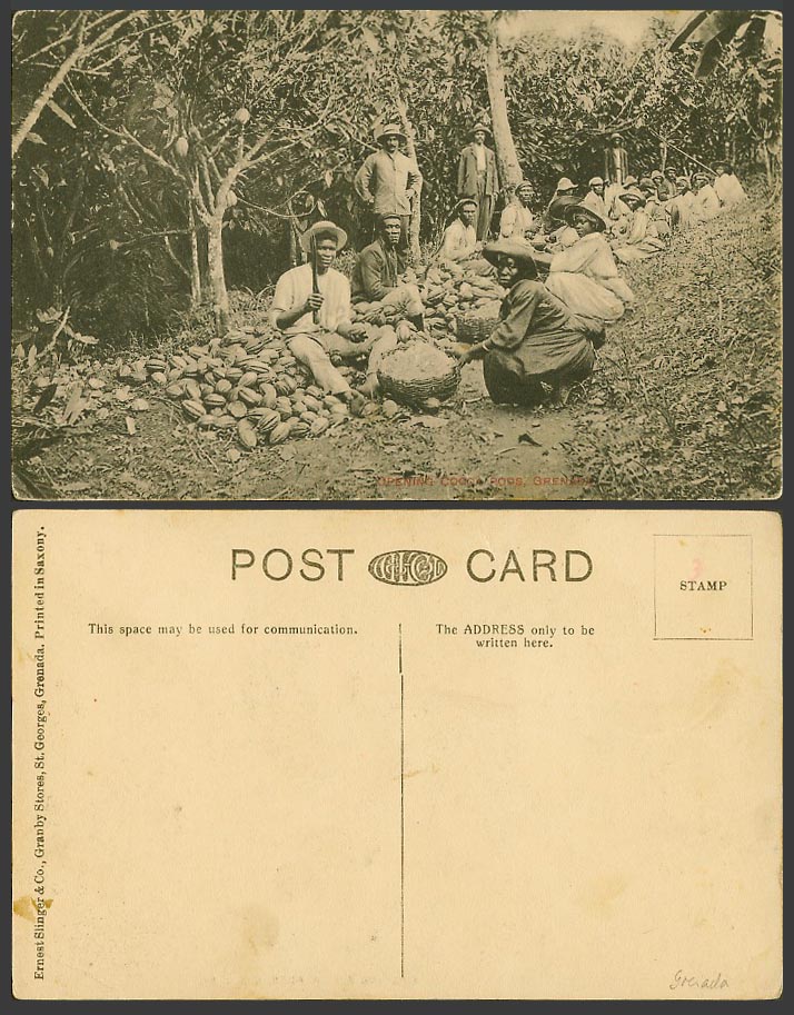 Grenada Old Postcard Natives Opening Cocoa Pods, Native Men and Women Workers WI