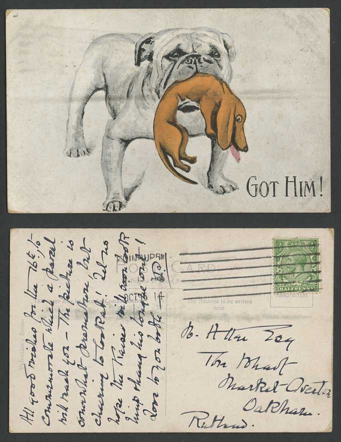 Dachshund German Sausage Dog Bulldog Bull Dog Dogs - GOT HIM! 1914 Old Postcard