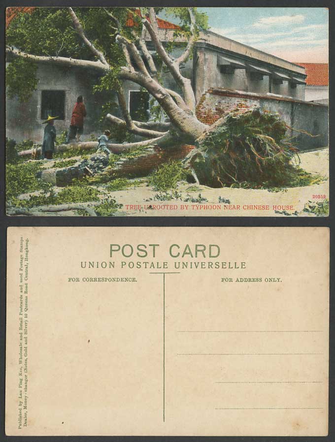 China Hong Kong Old Postcard TREE Uprooted By TYPHOON near a Chinese House Women