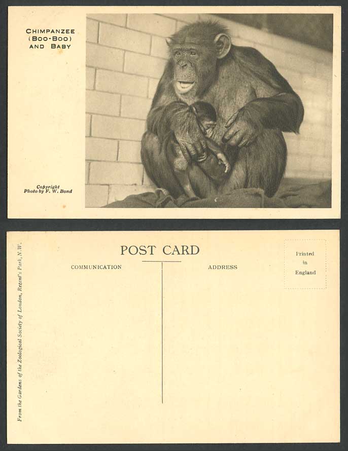 Chimpanzee Boo-Boo & Baby, London Zoo Animals Photo FW Bond Old Postcard Monkeys