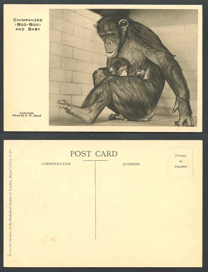 Chimpanzee Boo-Boo and Baby Cub Monkeys, London Zoo Photo F.W. Bond Old Postcard