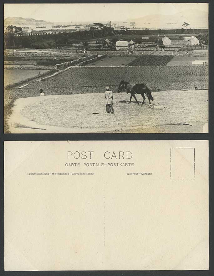 China Old Real Photo Postcard Wei Hai Wei Weihaiwei Farmer Horse Ploughing Field