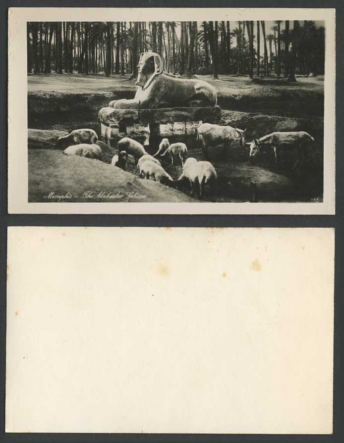 Egypt Old Real Photo Postcard MEMPHIS Alabaster SPHINX Sakkara Cattle Sheep Lamb