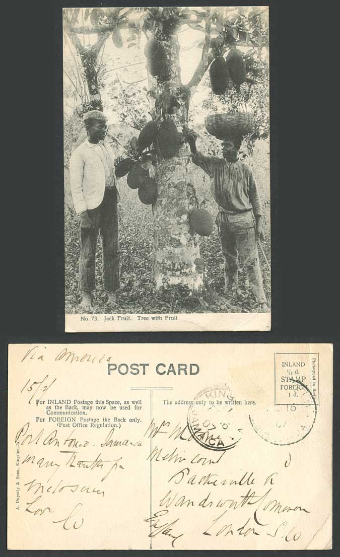 Jamaica Jack Fruit Tree with Fruits Kingston 1907 Old Postcard Native Men Basket