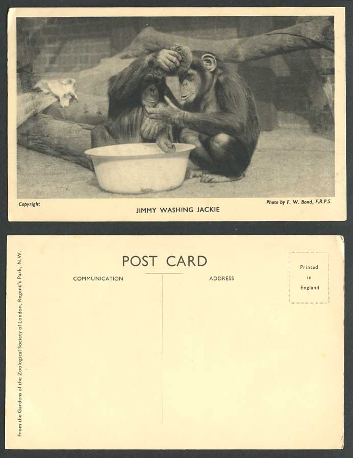 Chimpanzees Monkeys Jimmy Washing Jackie London Zoo Animals FW Bond Old Postcard