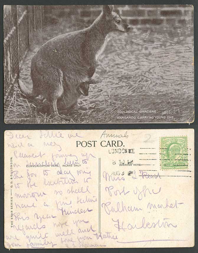 Kangaroo Carrying Young One, Zoological Gardens, Zoo Animals c.1905 Old Postcard