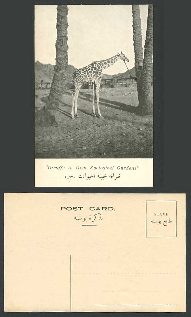 Egypt A Giraffe in GIZA Zoological Gardens Zoo Animal Old Postcard Africa Egypte