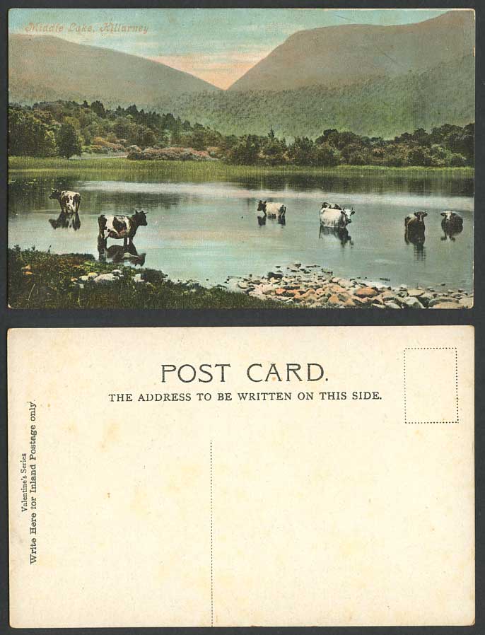 Ireland Middle Lake Killarney Co. Kerry Old Postcard Irish Cow Cattle in Water