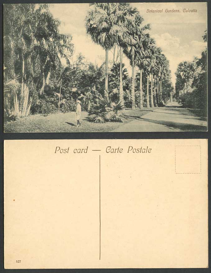 India Old Postcard Botanical Gardens Calcutta, Botanic Garden Palm Trees Man 527