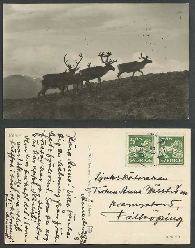 Sweden Renar Reindeers 1937 Old Real Photo Postcard Reindeer Deer Stags Animals