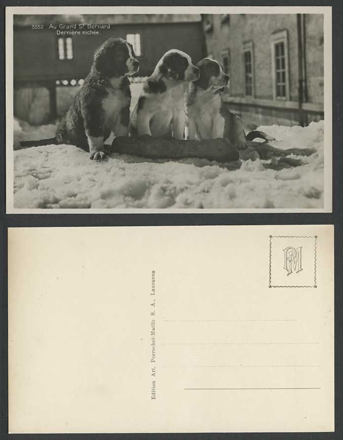 St. Bernard Dogs Puppies Au Grand St. Bernard Derniere nichee Old R.P. Postcard