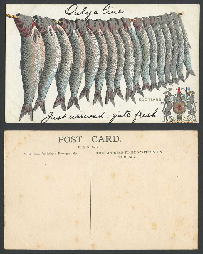 Only a Line of Fish, Just Arrived Quite Fresh Coat of Arms Scotland Old Postcard