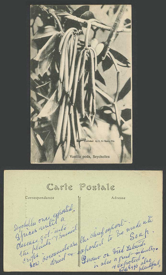 Seychelles Old Postcard Vanilla Pods Pod Plant Tree Published by K.C Chetty Fils