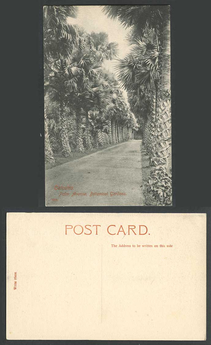 India Old Postcard Palm Avenue Botanical Gardens Calcutta Palm Trees Botanic Gdn