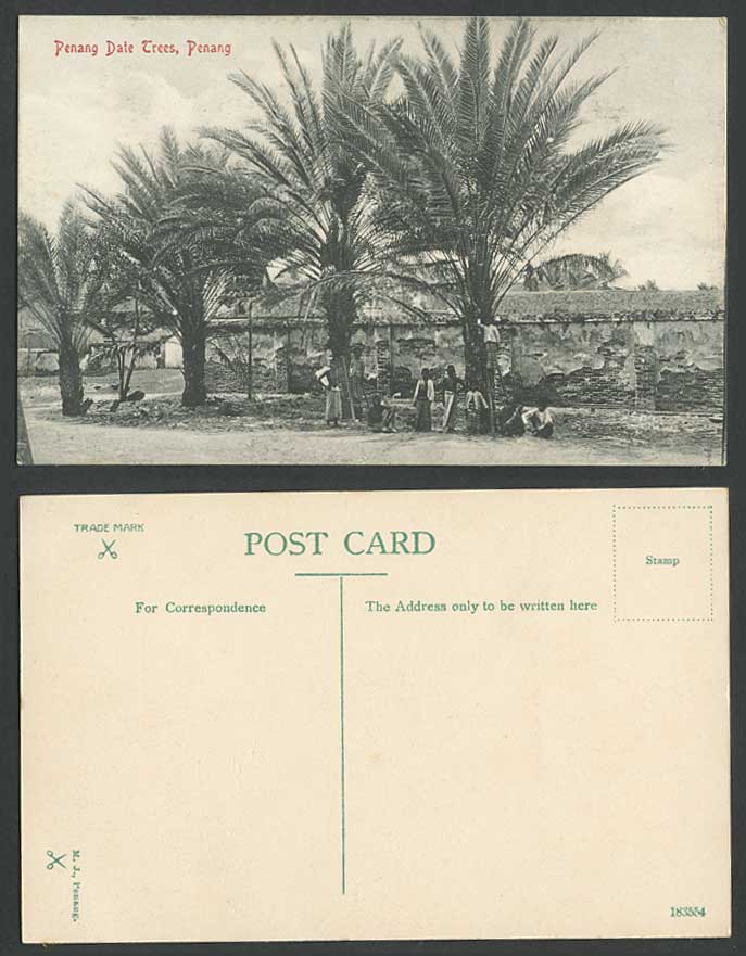 Penang Date Trees Old Postcard Palm Trees Group of Native People Gathering Dates