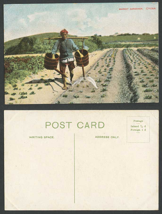 Hong Kong China Old Postcard Native Chinese Market Gardener Farmer, Paddy Fields