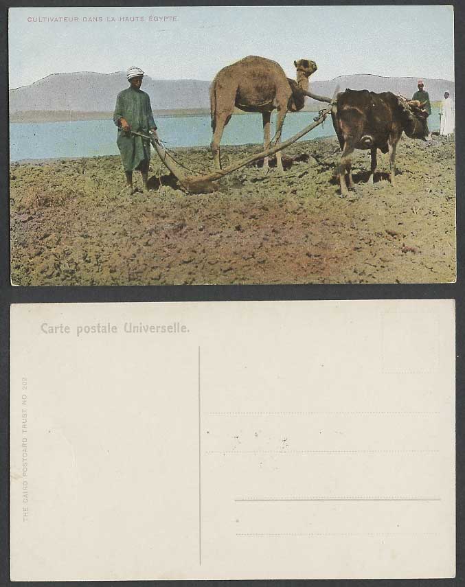 Egypt Old Postcard Native Farmer Camel Cattle Ploughing Cultivateur dans Haute E
